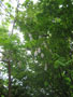 wisteria above.JPG